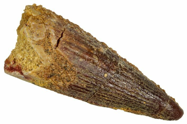 Juvenile Fossil Spinosaurus Tooth - Real Dinosaur Tooth #348714